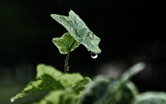 Raindrops on green leaf, nature's freshness.